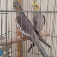 دو جفت عروس هلندی|پرنده|قم, شهرک مهدیه (مدرس)|دیوار