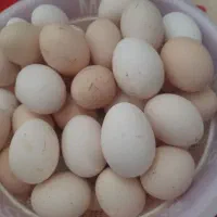 تخم‌مرغ صددرصد نطفه‌دار محلی تازه