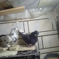 کبوتر نرو ماده|پرنده|ازنا, |دیوار