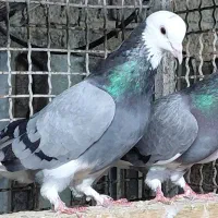 کبوتر ابلغی و سبز و قرمز