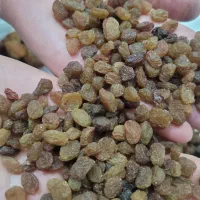 کشمش تاکستان پلویی   و الو بخارا نمکی