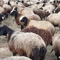 گوسفند وبره چاق|حیوانات مزرعه|خرم‌آباد, |دیوار