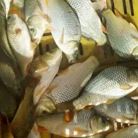 بچه ماهی کپور طلایی،آمور،قزل الا|ماهی|تهران, دانشگاه شریف|دیوار