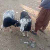 دوتا ماده بز چاق