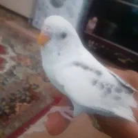مرغ عشق نر