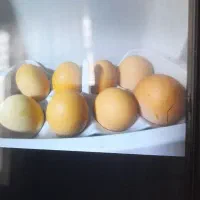 تخم مرغ محلی کاملا ارگانیک ۱۸ ت