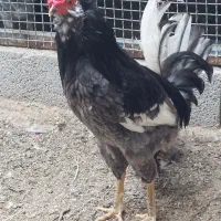 خروس گلین بدون غلط