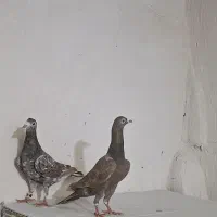 کبوتر نامه بر رنگی درجه یک