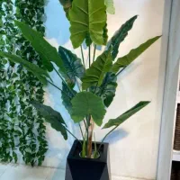 درختچه کنار سالنی به قیمت عمده با ارتفاع ۲متر