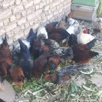 خروس