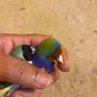 یک جفت فنچ گلدین|پرنده|بابل, |دیوار