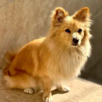 آقا میکی اصل