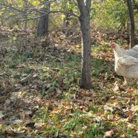 ۵ عدد مرغ برهما لایت و گولد|حیوانات مزرعه|آذرشهر, |دیوار