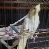جفت عروس هلندی|پرنده|قم, تعویض پلاک|دیوار