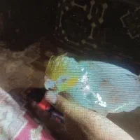 گمشده|حیوانات|بیرجند, |دیوار