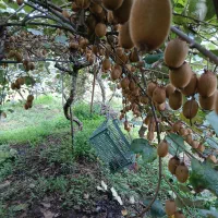 فروش عمده کیوی|عمدهفروشی|لاهیجان, لیل|دیوار