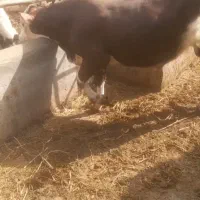 گوساله