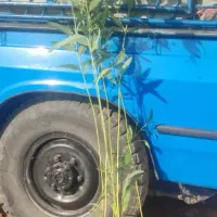 نهال اکالیپتوس|خدمات باغبانی و درختکاری|کاشان, دانشگاه کاشان|دیوار