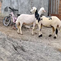 ی راس گوسفند سفید شیشک ابستن ۳ماه ونیم