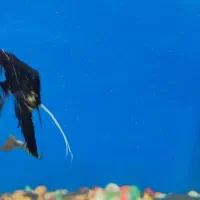 ماهی|ماهی|رباط‌کریم, انجم آباد|دیوار