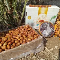 رطب خرما زاهدی پیارم خاصویی درجه یک عمده و خرده|خوردنی و آشامیدنی|شیراز, فخرآباد (دروازه کازرون)|دیوار
