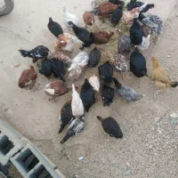 فروش 50 عدد مرغ و خروس و باری محلی|حیوانات مزرعه|کامفیروز, |دیوار