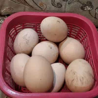 تخم مرغ لاری براجوجه کشی