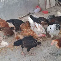 مرغ و خروس دورگه