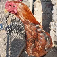 خروس لاری|حیوانات مزرعه|رباط‌کریم, انجم آباد|دیوار