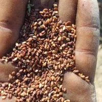 کنجد درجه ۱ ایرانی|خوردنی و آشامیدنی|اصفهان, شهرک گل نرگس|دیوار