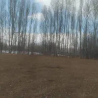 چوب|عمده‌فروشی|دشتک, |دیوار