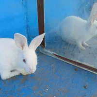 خرگوش خانگی