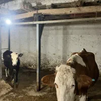 گاو و گوساله