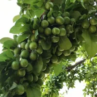 باغ ویلا میدان نماز شهریار|فروش زمین و ملک کلنگی|تهران, استاد معین|دیوار