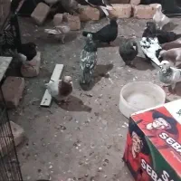 همرنگ سیاه سرخ