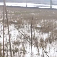 فروش-شالیزار