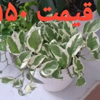 گل های زیبا
