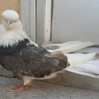 کبوتر نوک قنار