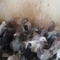 کفتر شهرستانی|پرنده|تهران, فلاح|دیوار