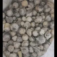موسیر کاشت