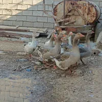 غاز 3نر 4ماده
