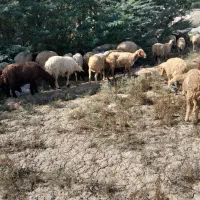 میش ابستن|حیوانات مزرعه|باوی, |دیوار