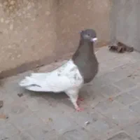 دمسفیدکله دوکت|پرنده|اصفهان, کوی امیریه|دیوار