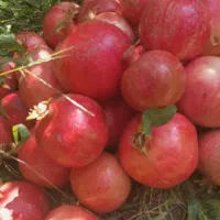 فروش انار اشکفتو