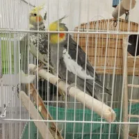 یک جفت عروس هلندی سخنگو