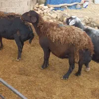 میش|حیوانات مزرعه|قیدار, |دیوار