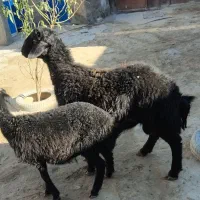 بره قوچ|حیوانات مزرعه|سردرود, |دیوار