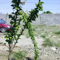 زمین باغی ملکی مجتمع پاس دولت آباد|فروش زمین و ملک کلنگی|مشهد, رضاشهر|دیوار