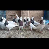 رنگی دوری|پرنده|دزفول, |دیوار