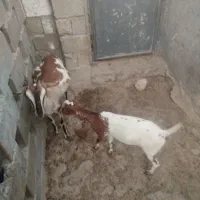 کهره ماده|حیوانات مزرعه|قشم, |دیوار